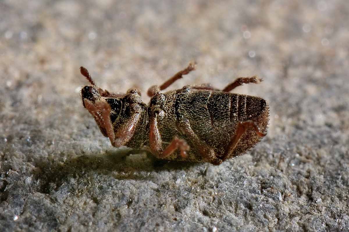 Otiorhynchus cf. singularis - Curculionidae